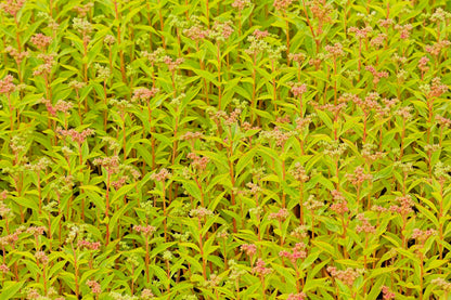 500 Virginia DITCH STONECROP SEDUM Penthorum Sedoides Star Fruit Flower Seeds
