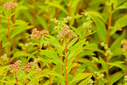 500 Virginia DITCH STONECROP SEDUM Penthorum Sedoides Star Fruit Flower Seeds