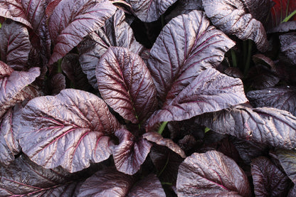 1500 RED GIANT MUSTARD Ornamental Japanese Greens Herb Vegetable Brassica Seeds