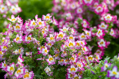 200 Mixed Colors BUTTERFLY ORCHID (Poor Mans Orchid / Angel Wings) Schizanthus Wisetonensis Flower Seeds