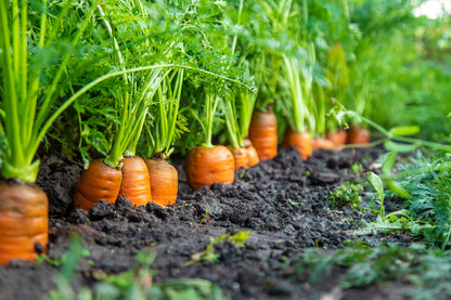 1500 SCARLET NANTES CARROT Daucus Carota Vegetable Seeds