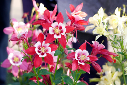 100 MIXED EUROPEAN COLUMBINE Aquilegia Flower Seeds