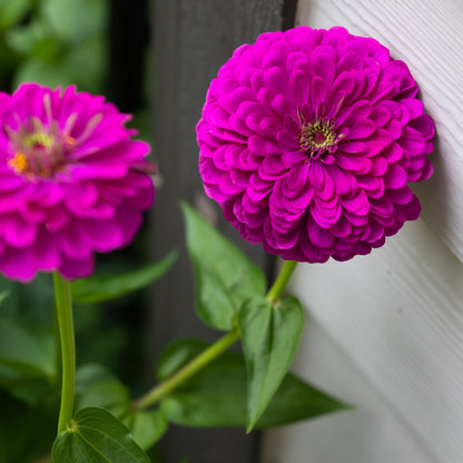 250 PURPLE PRINCE ZINNIA Elegans Flower Seeds