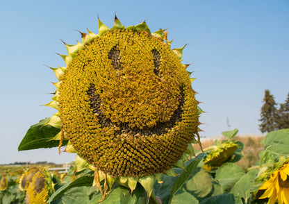 10 Early MAMMOTH RUSSIAN SUNFLOWER Helianthus Annuus Flower Seeds
