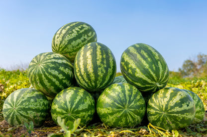 50 Yellow Flesh YELLOW CRIMSON WATERMELON Melon Fruit Vine Seeds