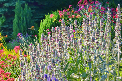 100 Wolly LAMBS EAR Stachys Byzantina Silvery Fuzzy Leaves Purple Flower Seeds