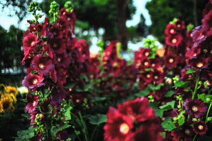 50 Mixed Colors HOLLYHOCK KING HENRY VIII Mix Alcea Rosea Flower Seeds