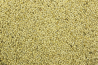 200 PROSO MILLET White Common Panicum Miliaceum Ornamental Grass Vegetable Seeds