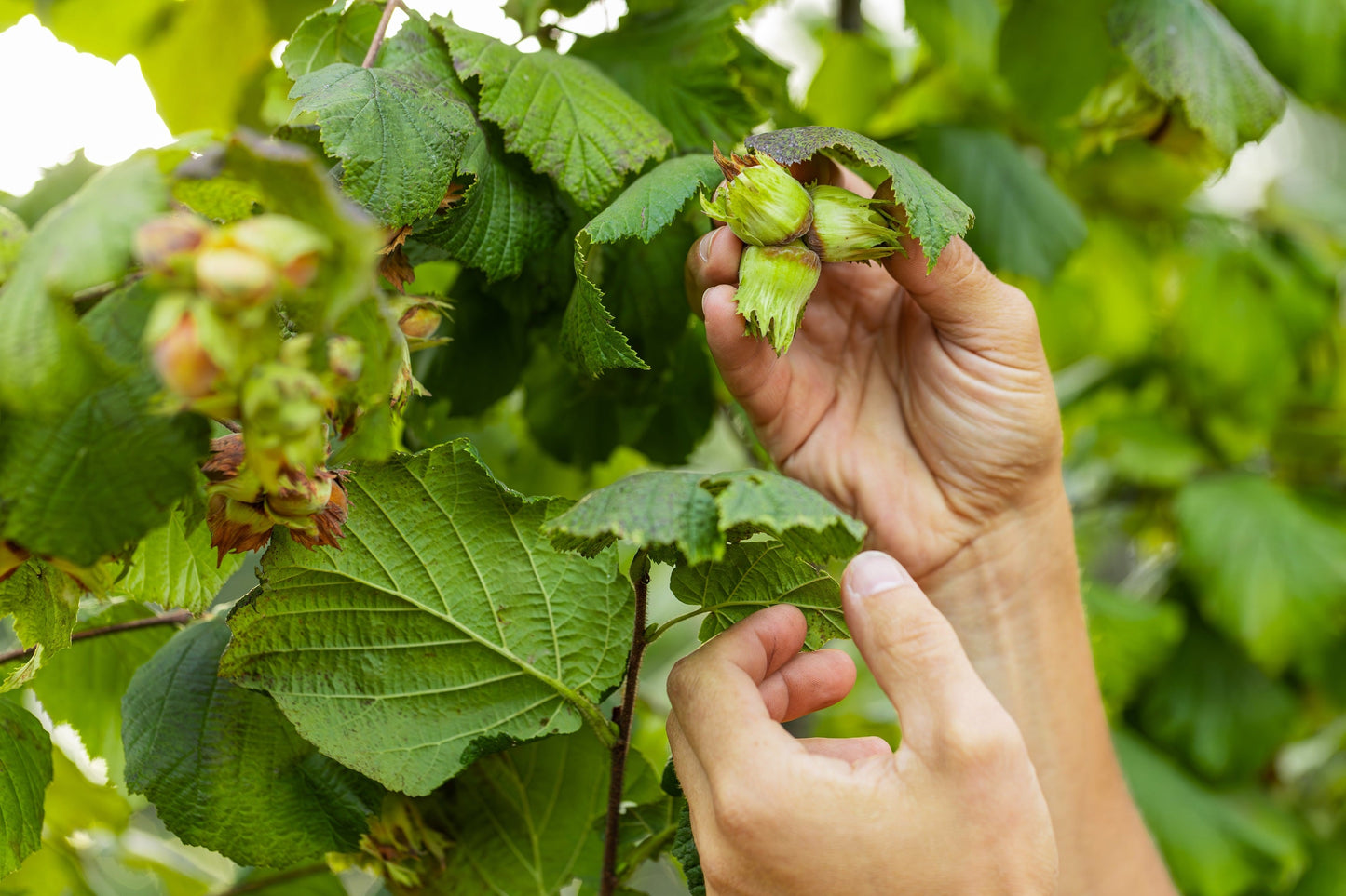 5 AMERICAN HAZELNUT TREE aka Filbert Corylus Americana Fruit Nut Seeds