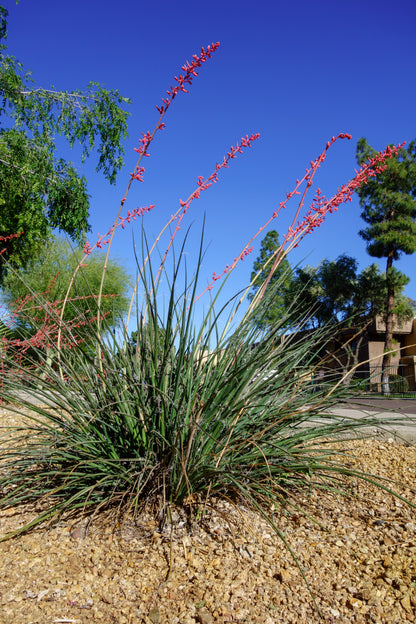 25 RED YUCCA Hesperaloe Parviflora aka Hummingbird, Coral, & Texas Yucca Flower Seeds