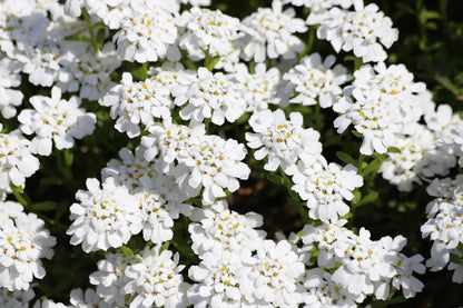 2000 Fairy DWARF MIX CANDYTUFT Iberis Umbellata Flower Seeds