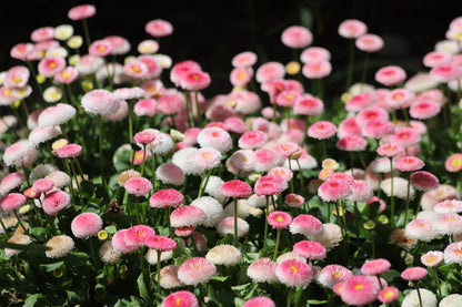 100 MIXED Colors ENGLISH DAISY Bellis Perennis Flower Seeds