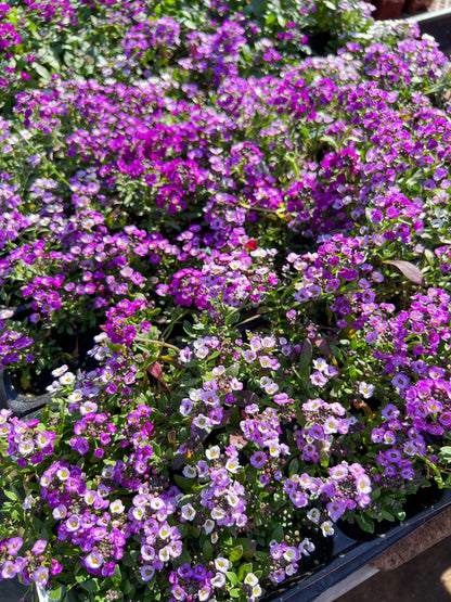 500 Sweet ALYSSUM ROYAL CARPET Lobularia Maritima Violet Blue Flower Seeds