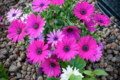 20 MIXED COLORS OSTEOSPERMUM Ecklonis African Cape Daisy Flower Seeds