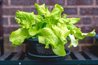 3000 Black Seeded Simpson LEAF LETTUCE Lactuca Sativa Vegetable Seeds