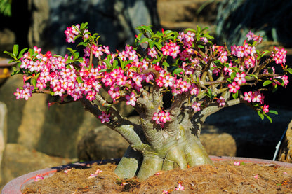10 Mixed DESERT ROSE / ADENIUM Obesum African Houseplant Flower Seeds