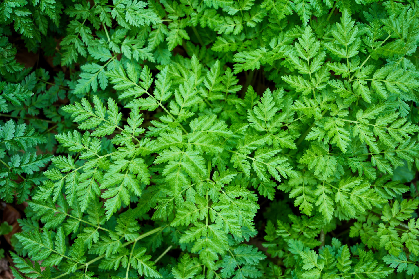 20 SWEET CICELY Myrrhis Odorata Herb Fragrant Flower Licorice Flavor Seeds