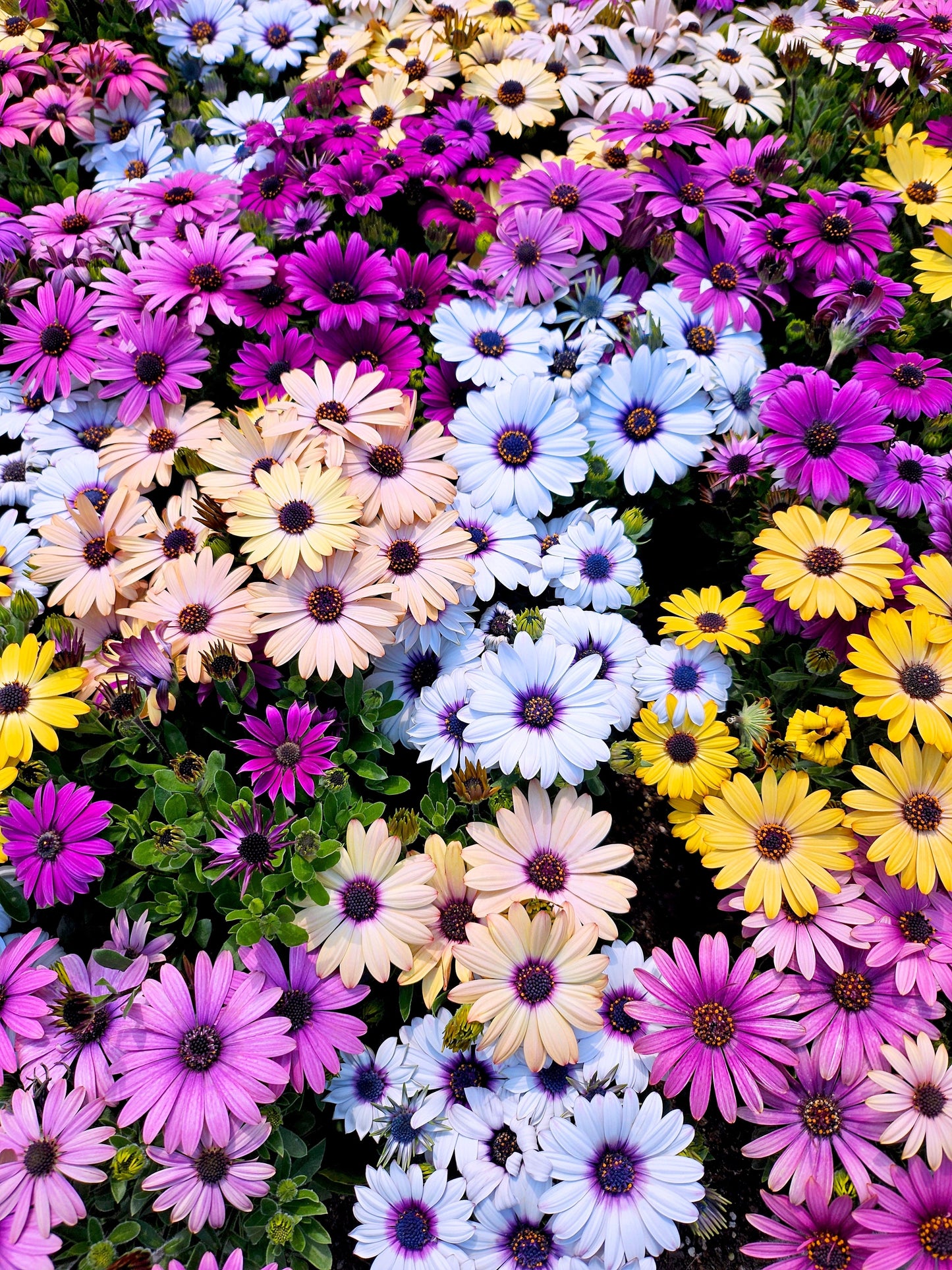 20 MIXED COLORS OSTEOSPERMUM Ecklonis African Cape Daisy Flower Seeds
