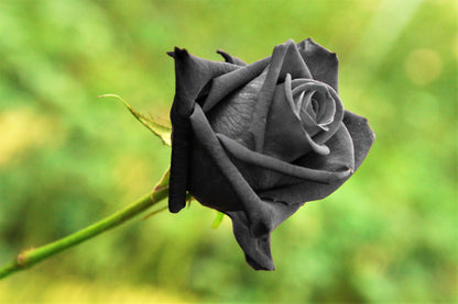 5 BLACK ROSE Rosa Bush Shrub Perennial Flower Seeds