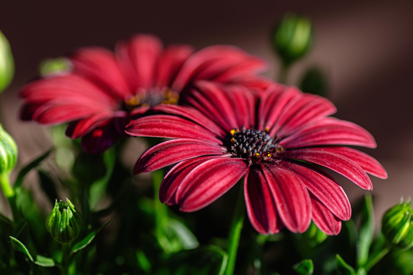 20 MIXED COLORS OSTEOSPERMUM Ecklonis African Cape Daisy Flower Seeds