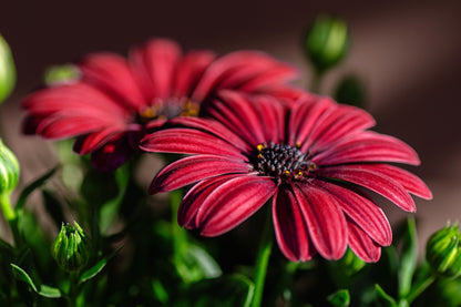 20 MIXED COLORS OSTEOSPERMUM Ecklonis African Cape Daisy Flower Seeds