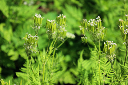 20 SWEET CICELY Myrrhis Odorata Herb Fragrant Flower Licorice Flavor Seeds