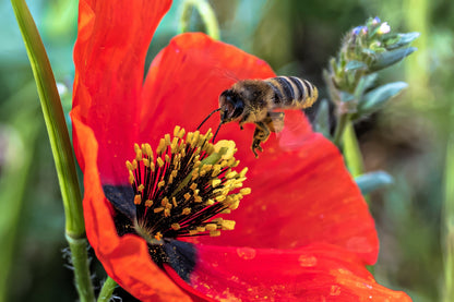 1000 Red AMERICAN LEGION (Corn / Shirley / Flanders) POPPY Papaver Rhoeas Flower Seeds