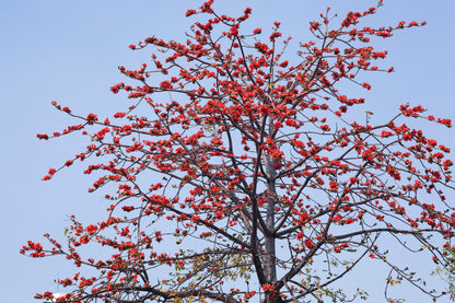 10 RED SILK COTTON Tree Bombax Ceiba Kapok Tropical Flower Seeds