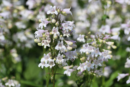 1000 WHITE FOXGLOVE BEARDTONGUE Penstemon Digitalis Flower Seeds