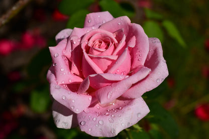 5 PINK ROSE Rosa Bush Shrub Perennial Flower Seeds
