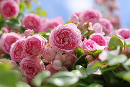 5 PINK CLIMBING ROSE Rosa Bush Vine Climber Fragrant Butterfly Flower Seeds