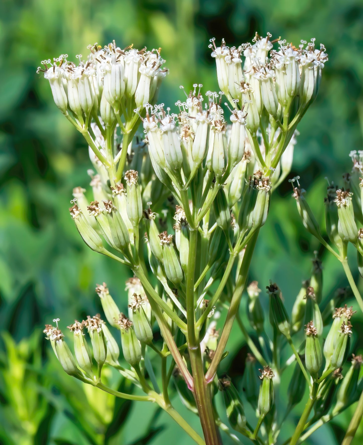 50 GREAT INDIAN PLANTAIN Cacalia Muhlenbergii White Flower Seeds