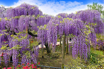 5 JAPANESE WISTERIA Floribunda Flower Purple Ornamental Vine Climber Seeds