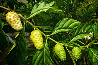 20 NONI Cheese Fruit Great Morinda Citrifolia Indian Beach Mulberry Shrub Tree Seeds