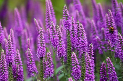 50 Mixed Colors VERONICA SIGHTSEEING MIXTURE (Spike Speedwell) Veronica Spicata Flower Seeds
