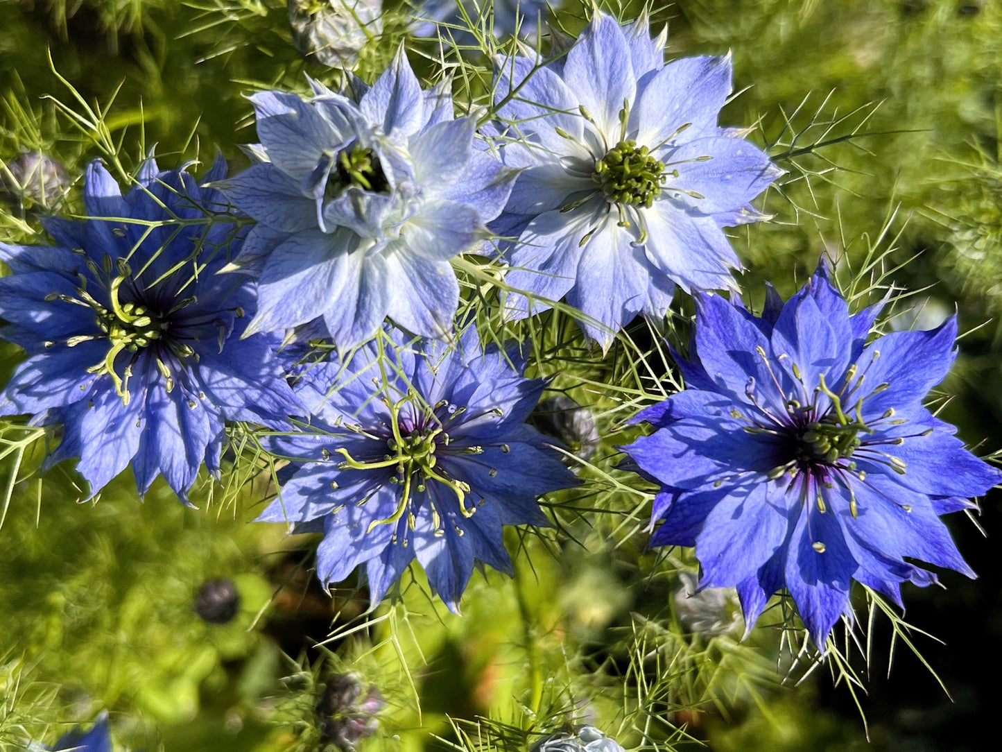 500 LOVE IN A MIST Miss Jekyll Blue ( Fennel Flower ) Nigella Damascena Flower Seeds