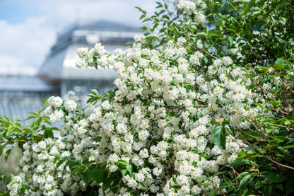 20 SWEET MOCK ORANGE English Dogwood Philadelphus Coronarius Shrub Flower Seeds