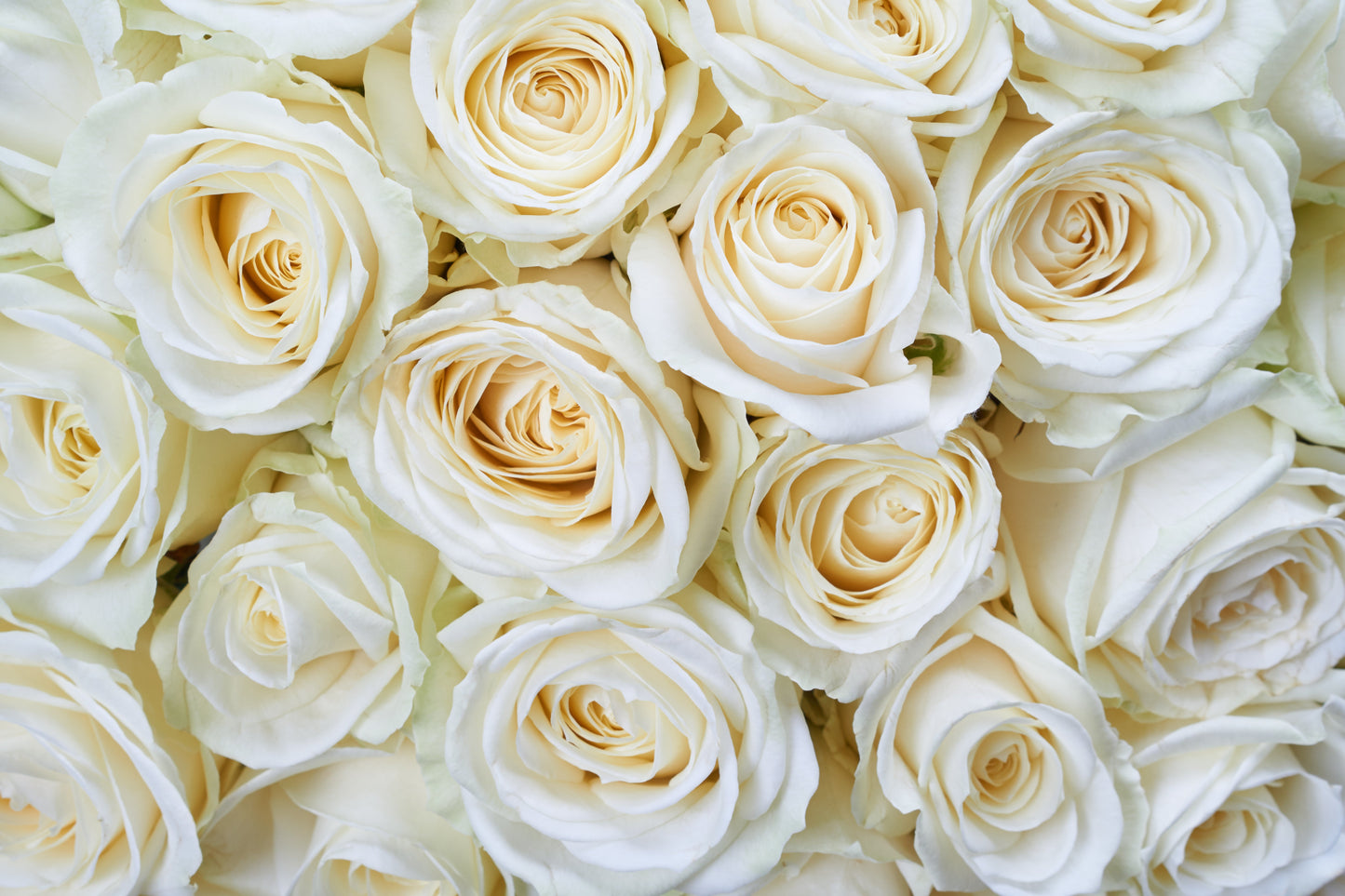 5 WHITE ROSE Rosa Bush Shrub Perennial Flower Seeds