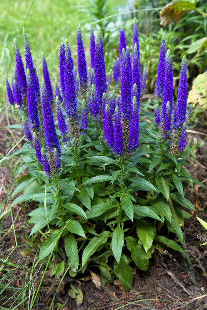 50 Mixed Colors VERONICA SIGHTSEEING MIXTURE (Spike Speedwell) Veronica Spicata Flower Seeds