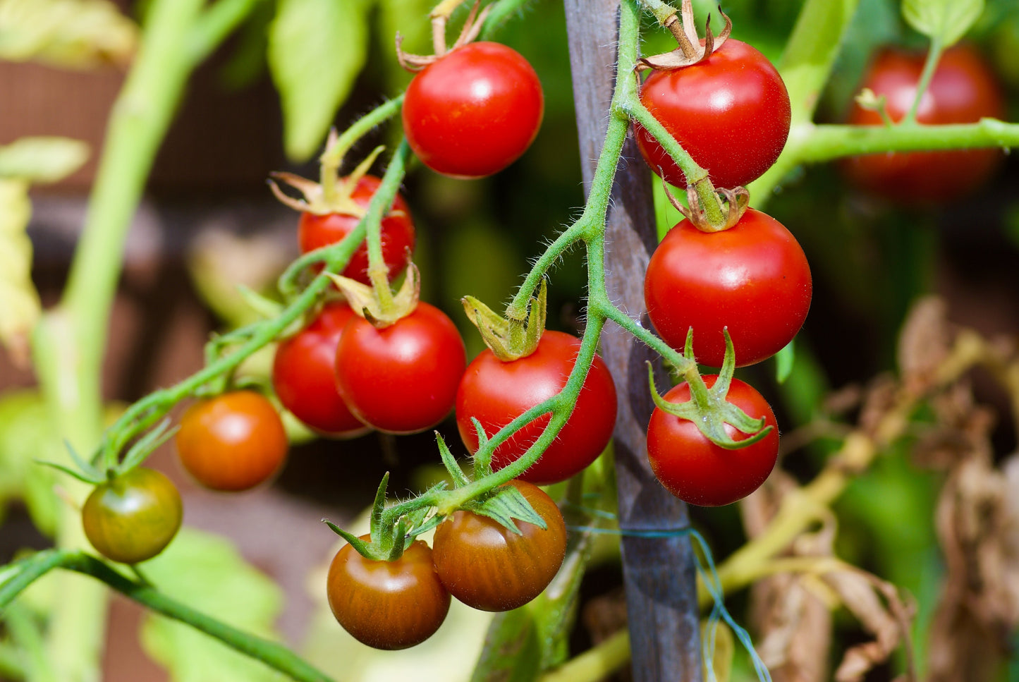 30 Dwarf Cherry TOMATO TINY TIM Solanum Lycoperscium Red Fruit Seeds