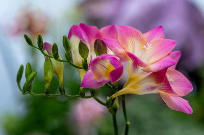 5 ROYAL CHAMPION Mix FREESIA Mixed Colors Pink Blue Purple Yellow Red Orange Flower Seeds