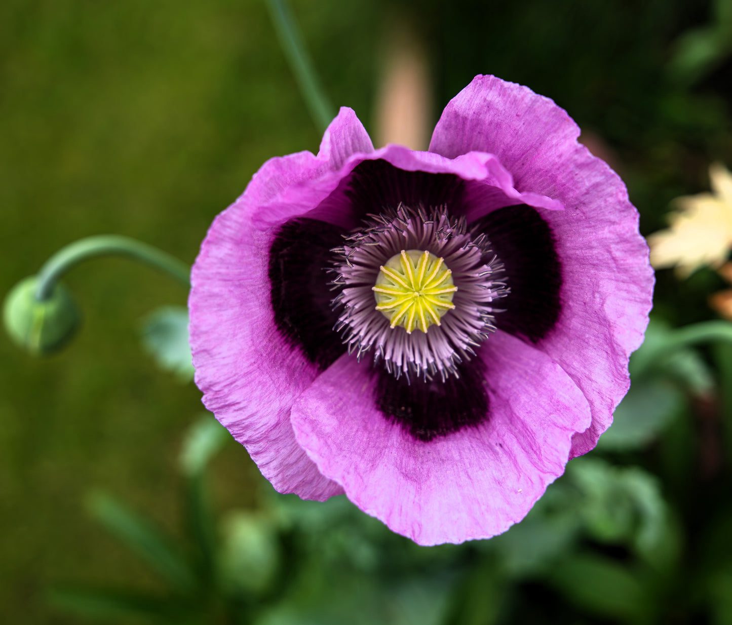 400 PERSIAN BLUE POPPY Papaver Somniferum Flower Seeds