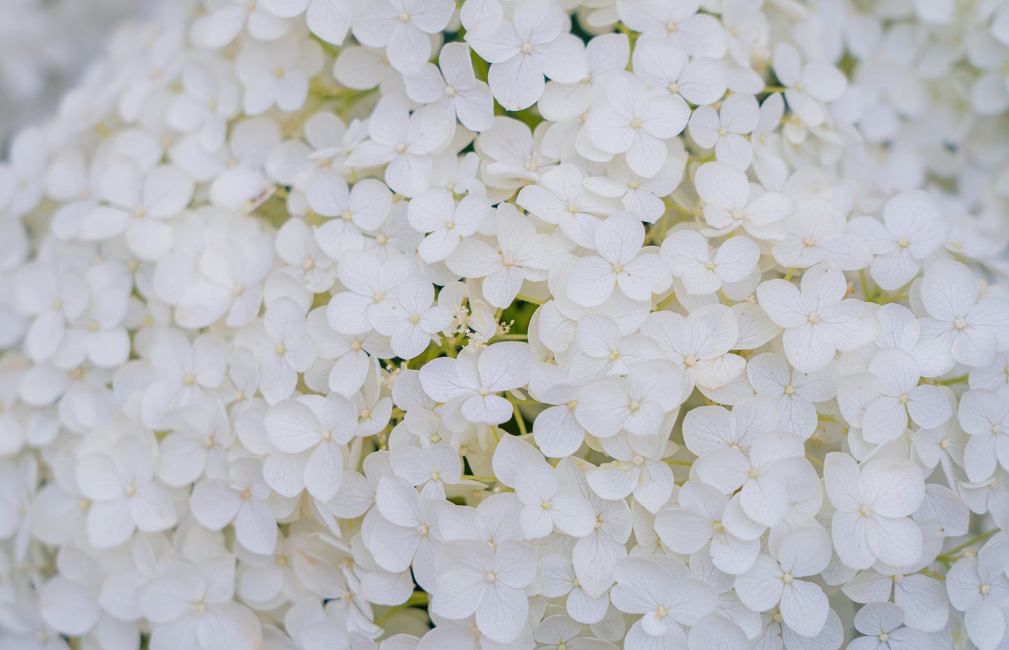 50 PEE GEE HYDRANGEA Paniculata Peegee Panicle White Pink Flower Shrub Seeds