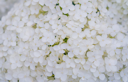 50 PEE GEE HYDRANGEA Paniculata Peegee Panicle White Pink Flower Shrub Seeds