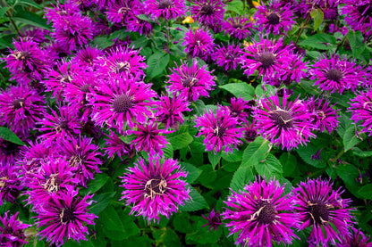 25 BEE BALM MIX Lemon Hummingbird Mint Monarda Didyma Mixed Colors Scarlet, Red, Pink, Purple, Spotted, & Salmon Flower Seeds