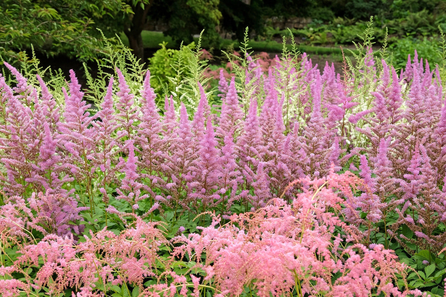 100 PINK MIX ASTILBE (False Spirea / False Goats Beard) Astilbe Chinensis Flower Seeds