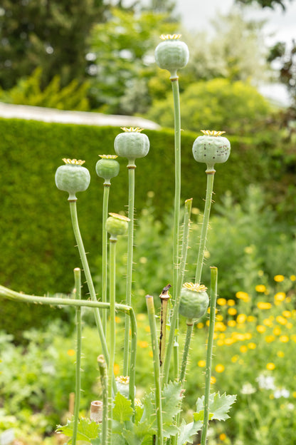 100 RED TULIP POPPY Papaver Glaucum Flower Seeds