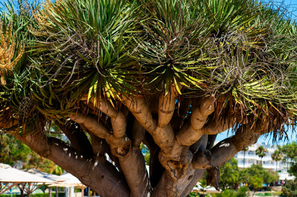 10 DRAGON TREE Dracaena Draco Canary Island Drago Blood Asparagus Yucca Evergreen Succulent Houseplant Orange Berry White Flower Seeds