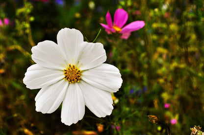 350 PURITY WHITE COSMOS Cosmos Bipinnatus Flower Seeds