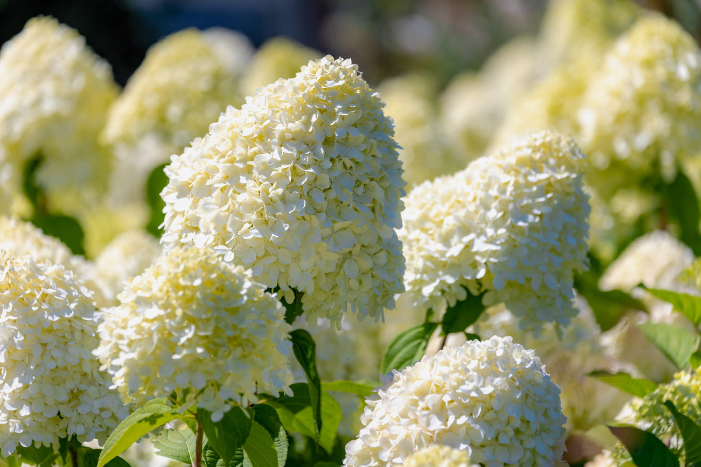 50 PEE GEE HYDRANGEA Paniculata Peegee Panicle White Pink Flower Shrub Seeds